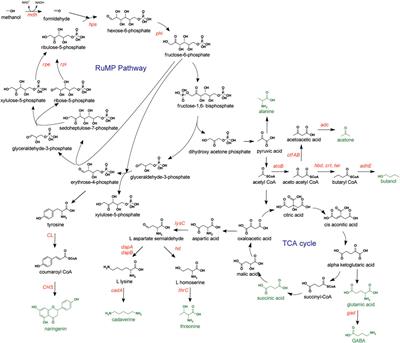 Developing methylotrophic microbial platforms for a methanol-based bioindustry